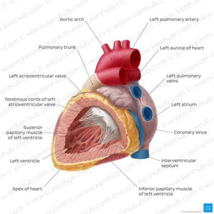 What is the atrium of the heart