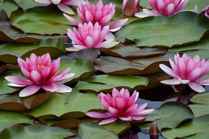 What is the best soil for water lilies