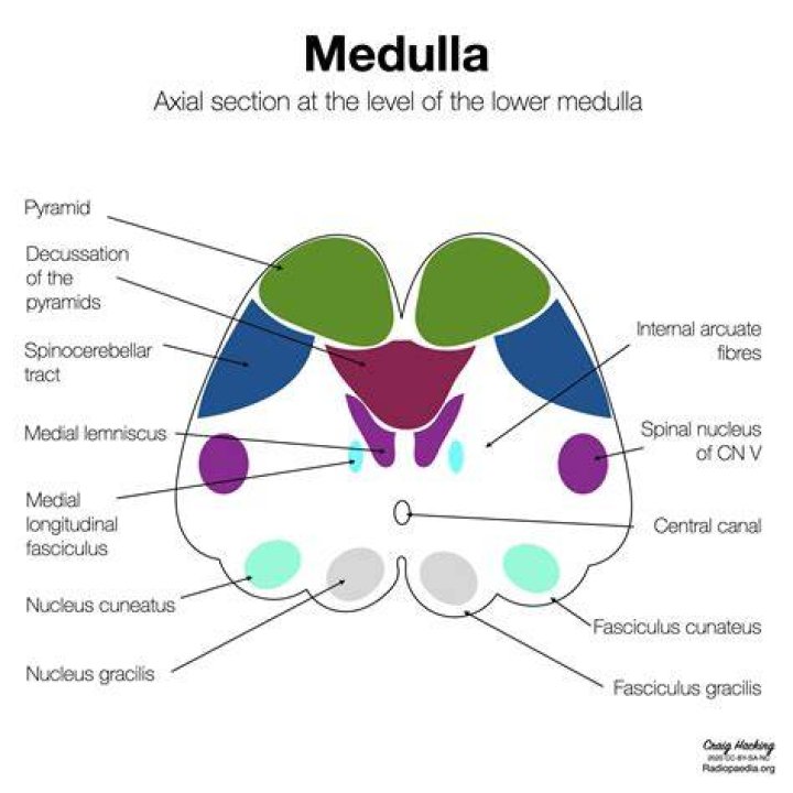 What is the caudal medulla