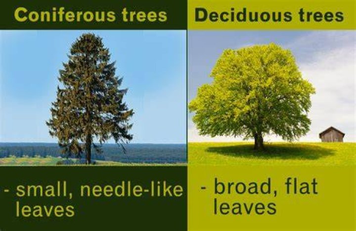 What is the difference between conifer and deciduous trees