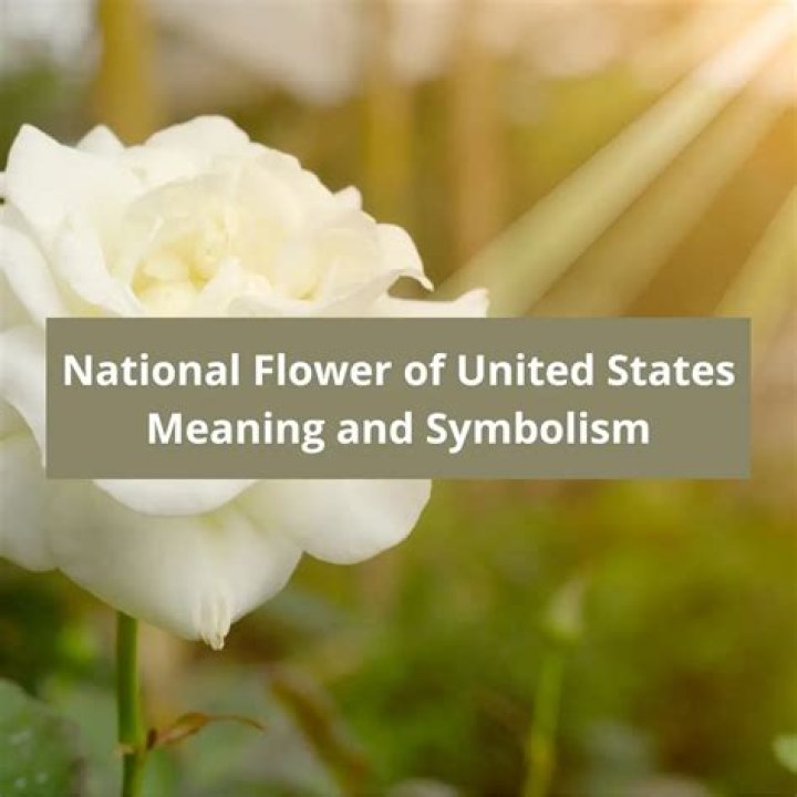 What is the flower of the United States