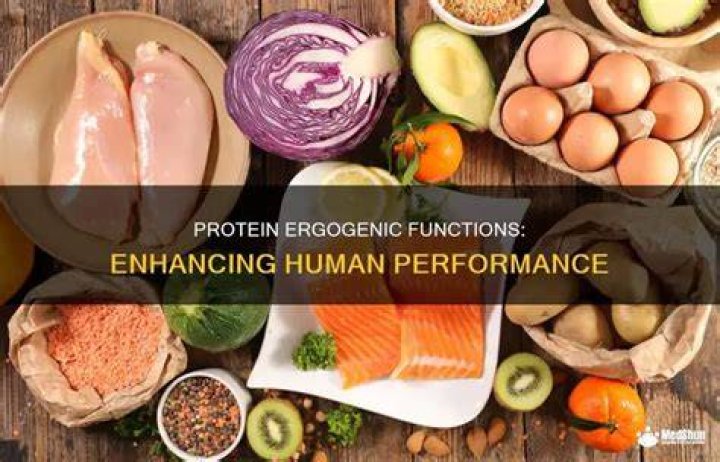 What is the function of protein as an ergogenic aid