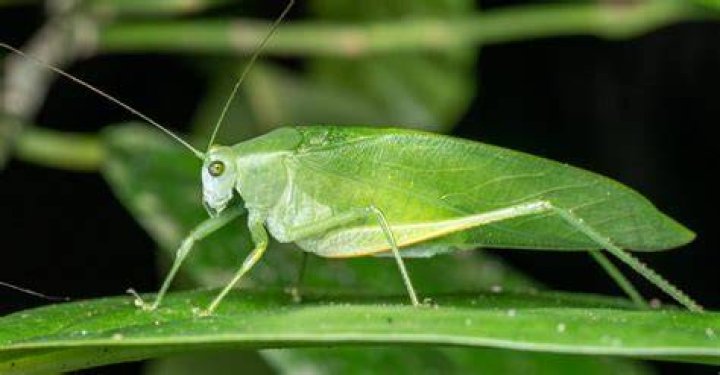What is the scientific name for a katydid