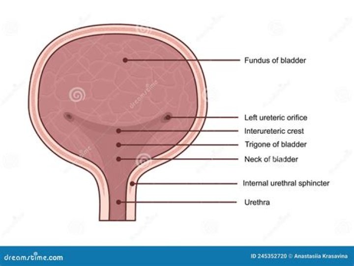 What is the Trigone in the bladder