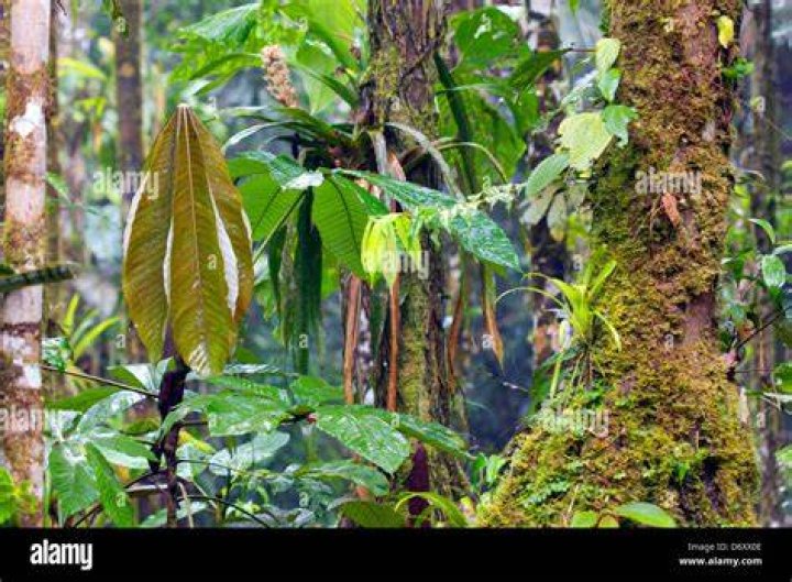 What is the vegetation in the tropical rainforest