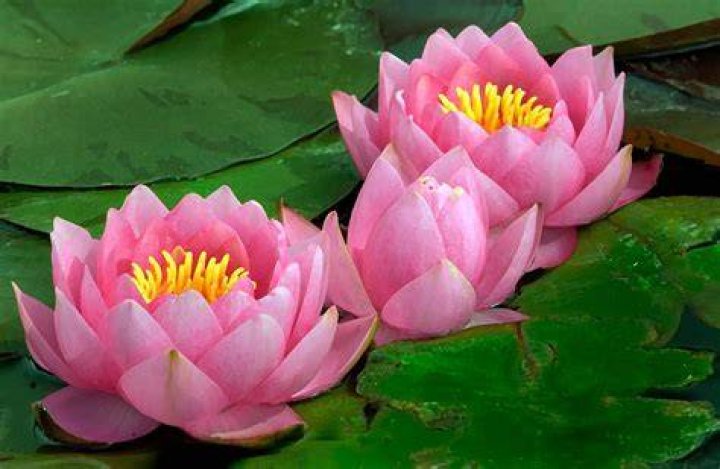 What makes water lilies open