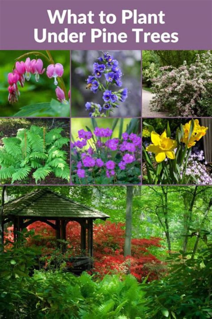 What plants grow under pine trees