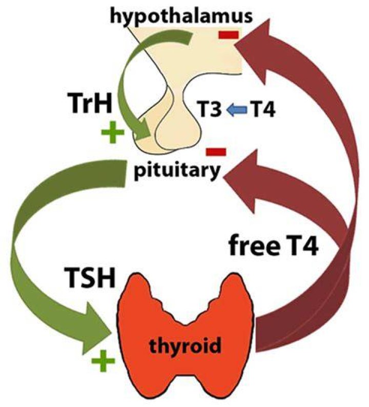 What stimulates TSH secretion