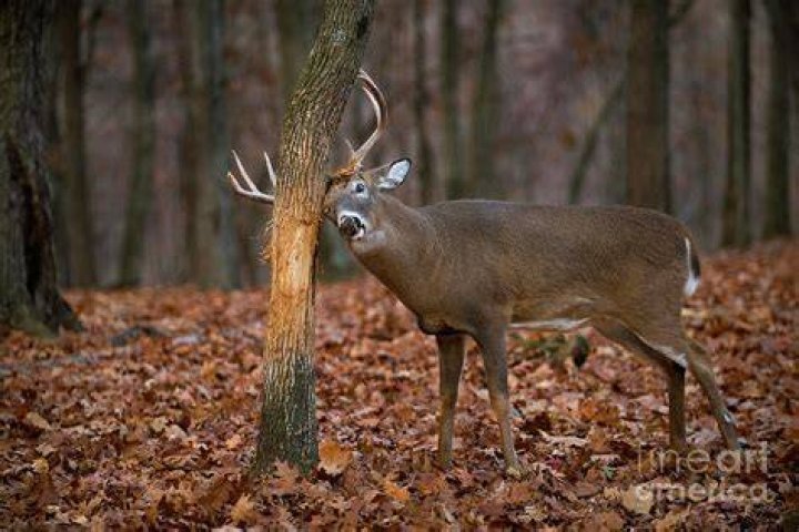 What time of day do deer rub trees