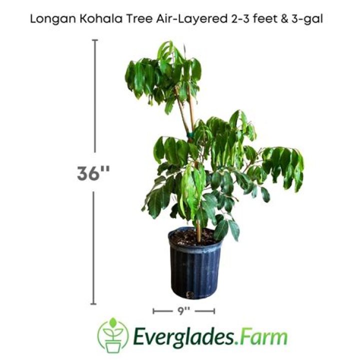 What trees can be air layered