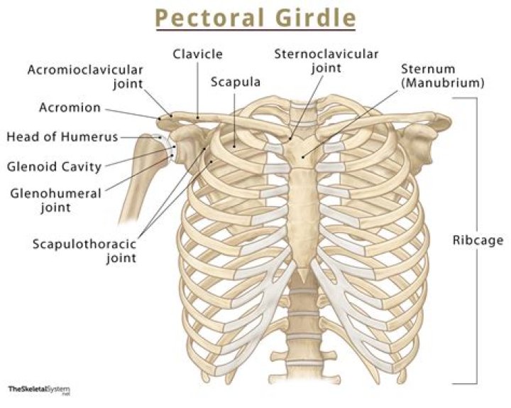 What two bones make up the pectoral girdle and what is the function of this girdle