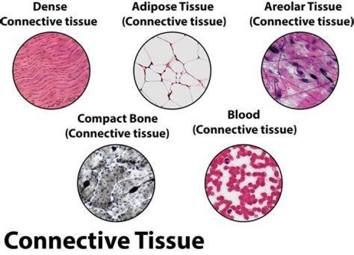 What type of connective tissue is found in the lungs
