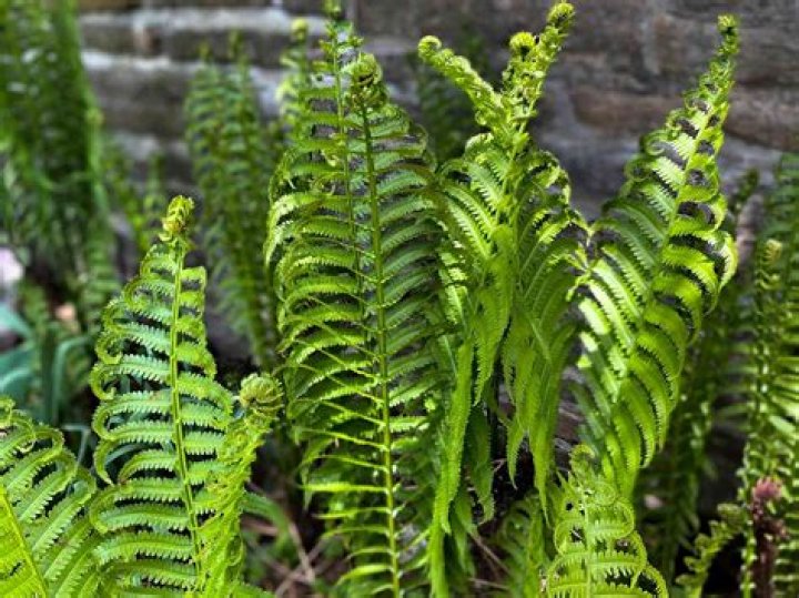 What type of plants are ferns