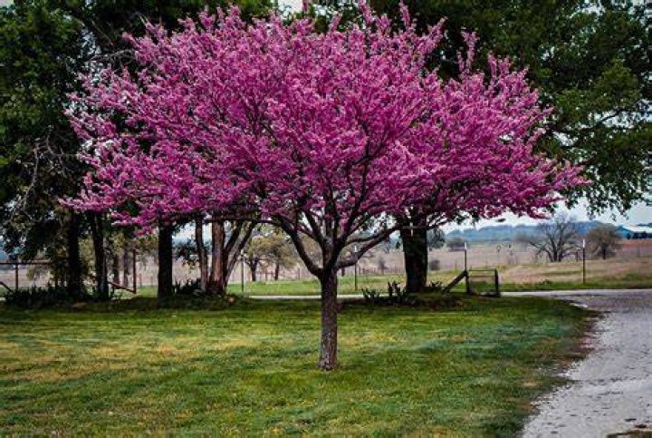 What type of tree is a redbud