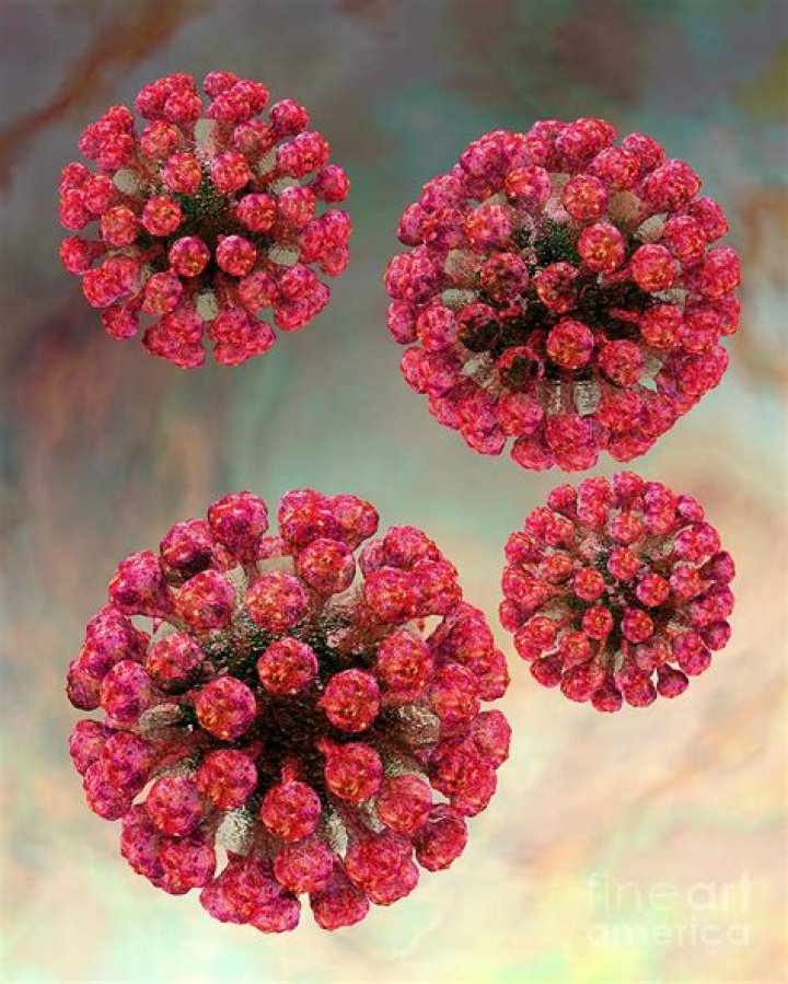 What type of virus is rubella