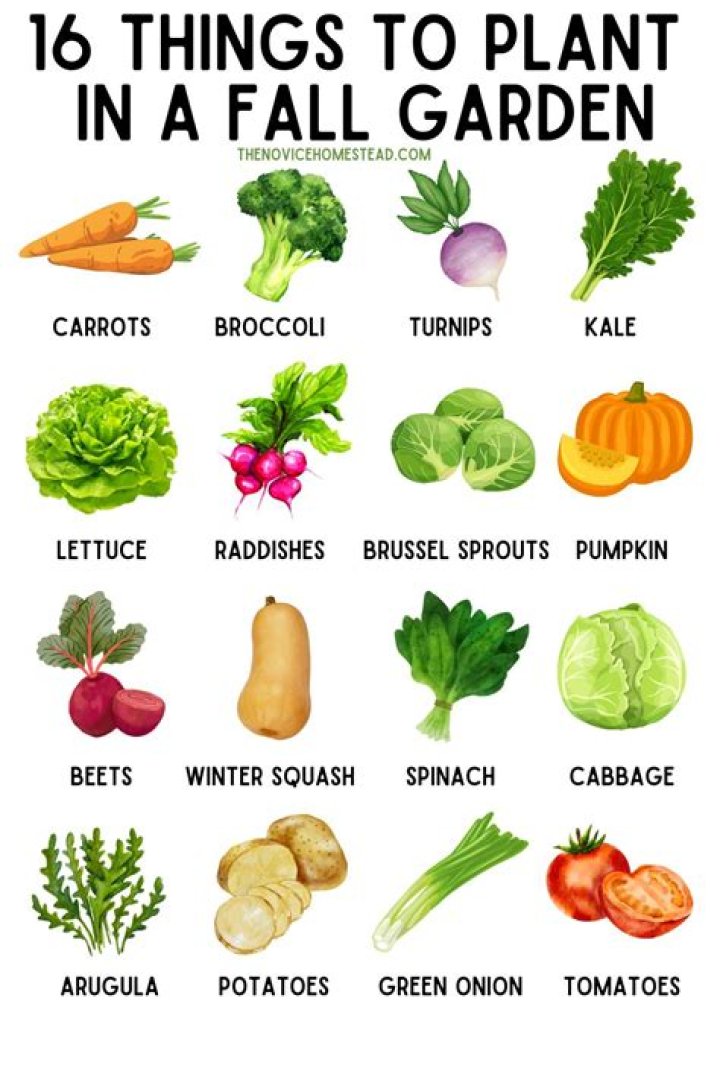 What vegetables can be planted in the fall