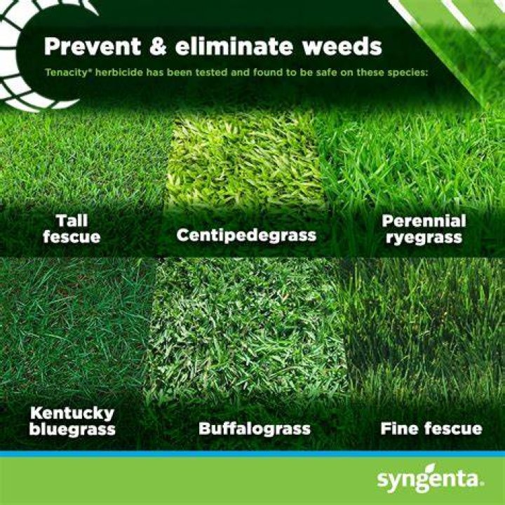 What weeds will tenacity kill