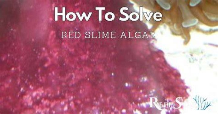 What will eat red slime algae