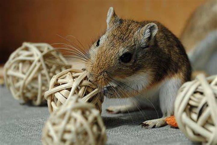 What wood is safe for gerbils