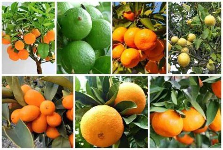 What zone does citrus grow in