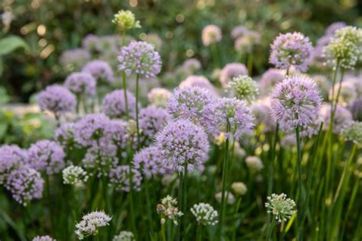 What zones do alliums grow in