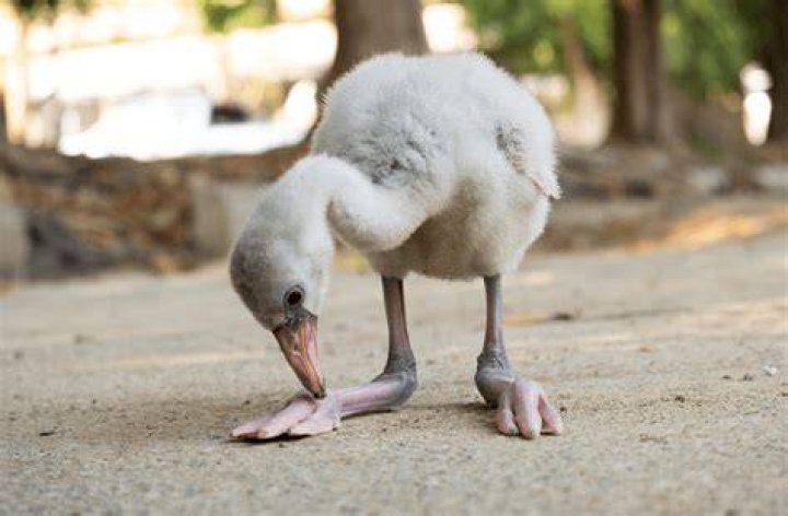 Whats a baby flamingo called
