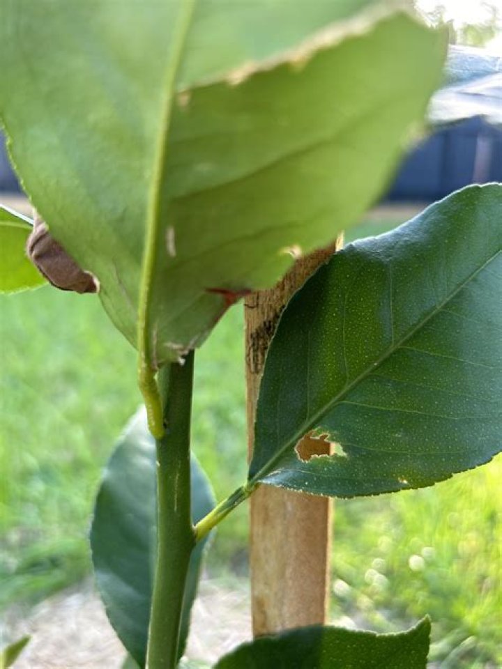 Whats eating my lemon leaves