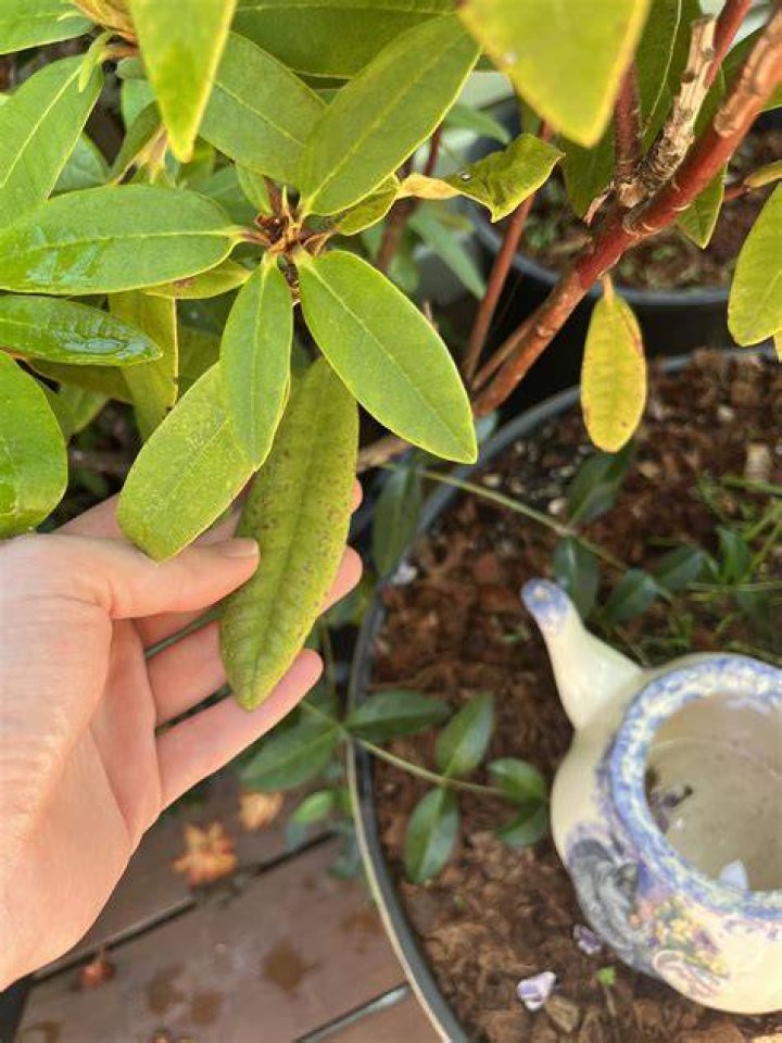 Whats eating my rhododendron