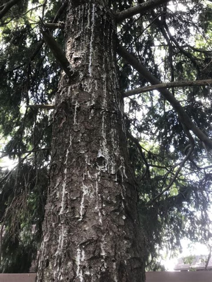 Whats eating my spruce trees