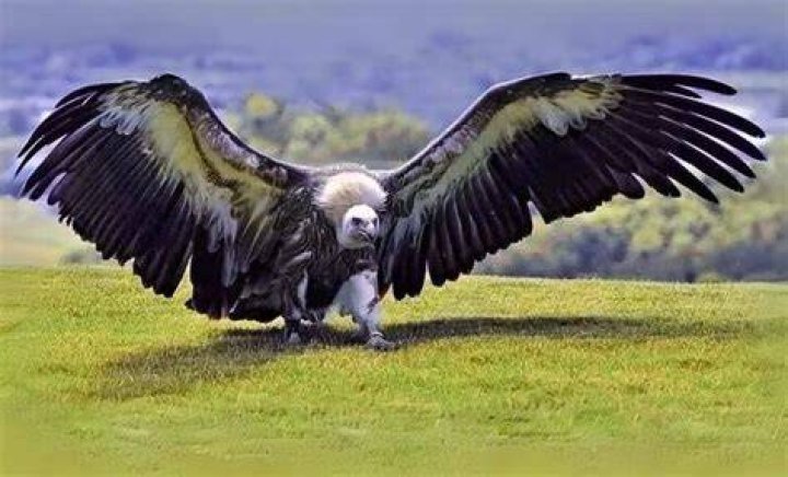 Whats the biggest black bird