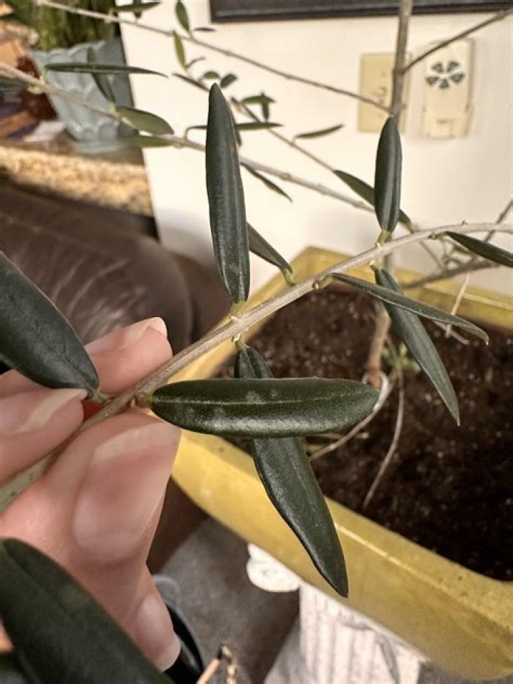 Whats the center of an olive