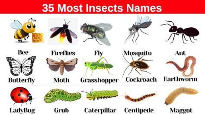 Whats the most common insect