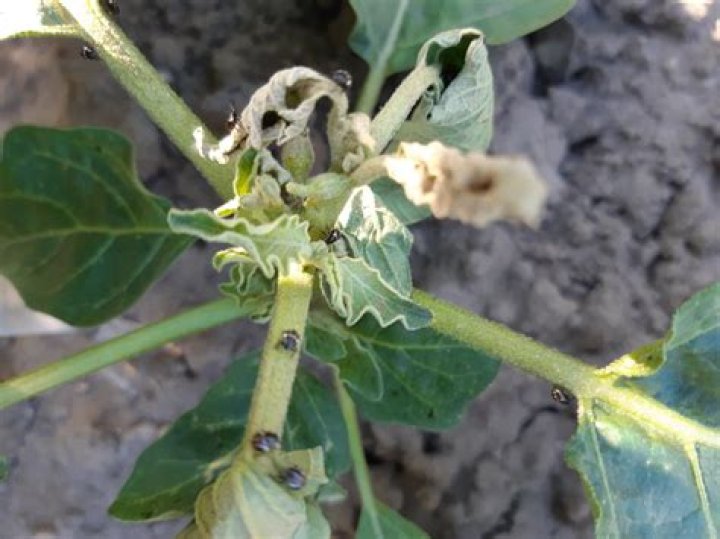 Whats wrong with my eggplant