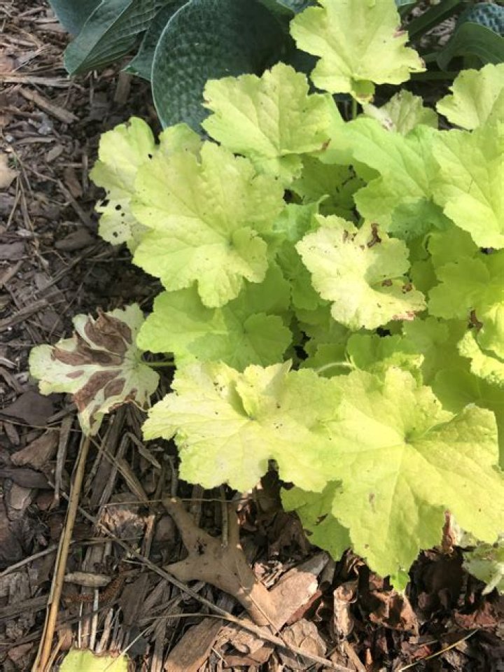 Whats wrong with my Heuchera