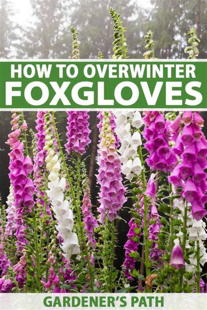 When can I cut down foxgloves