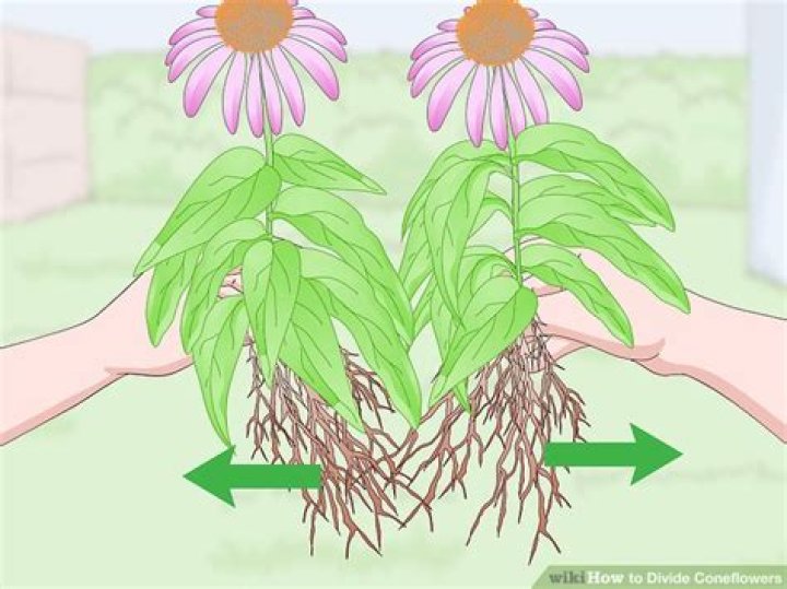 When can I divide coneflowers
