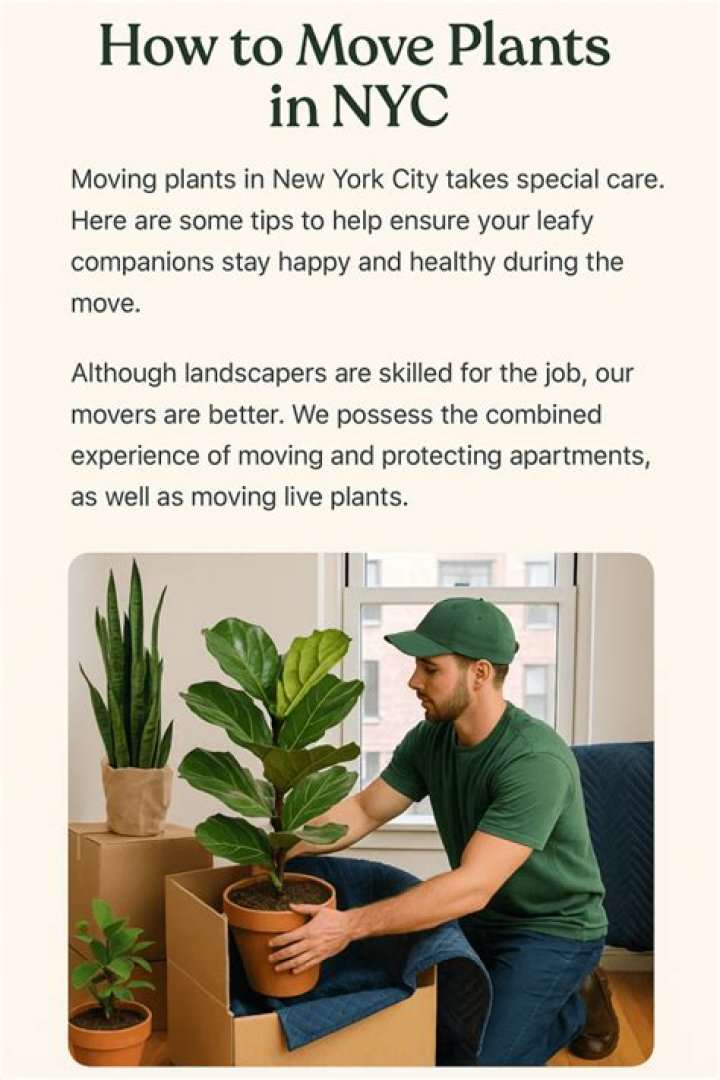 When can I move my box plants