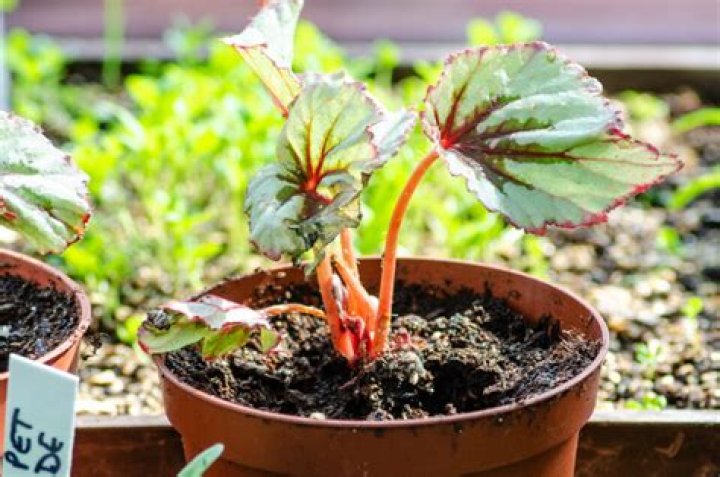 When can I plant out begonias