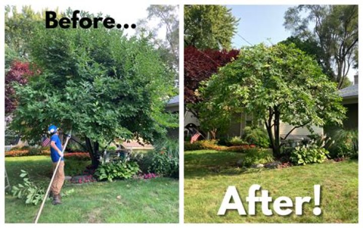 When can oak trees be trimmed