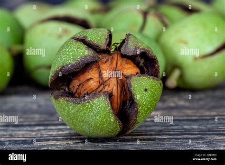 When can Walnuts be harvested