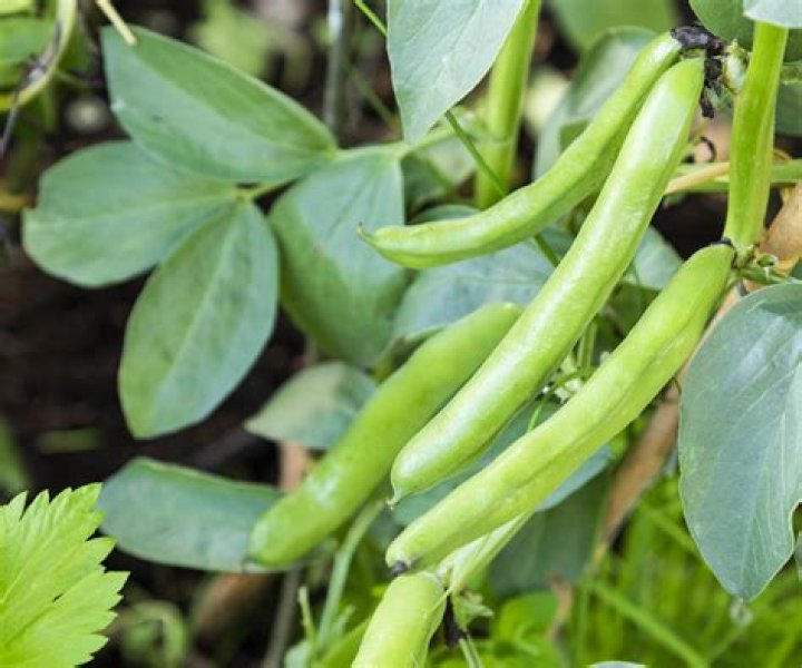 When can you plant fava beans