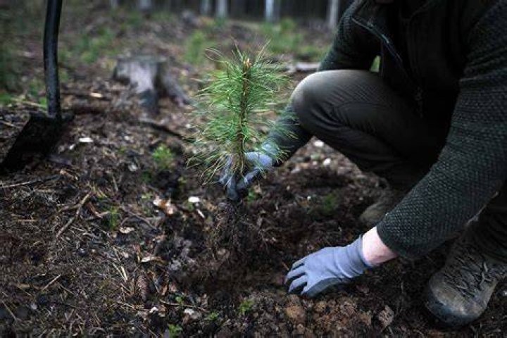 When can you plant pine trees