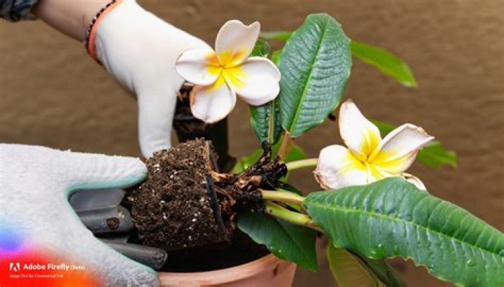 When can you repot frangipani
