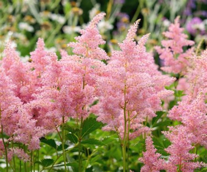 When should astilbe be pruned
