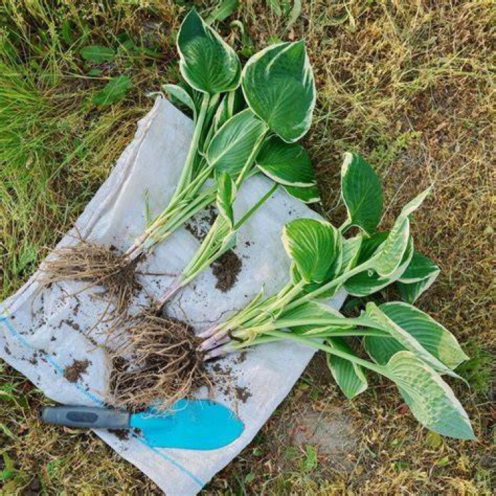 When should hostas be divided