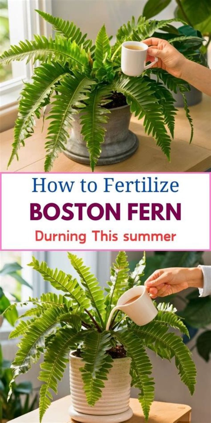 When should I dig up my ferns