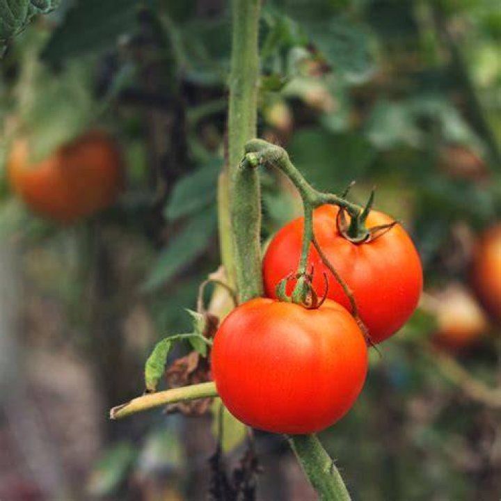 When should I expect tomatoes