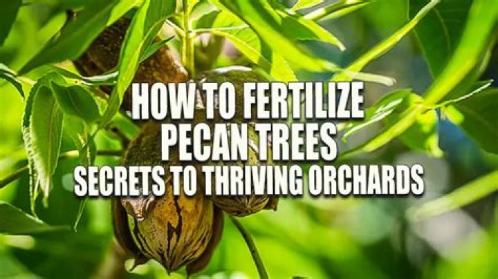 When should I fertilize my pecan trees