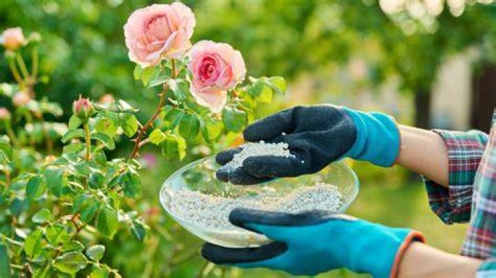 When should I fertilize roses
