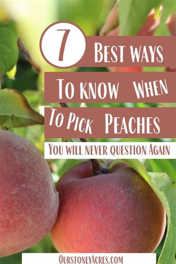 When should I pick my peaches